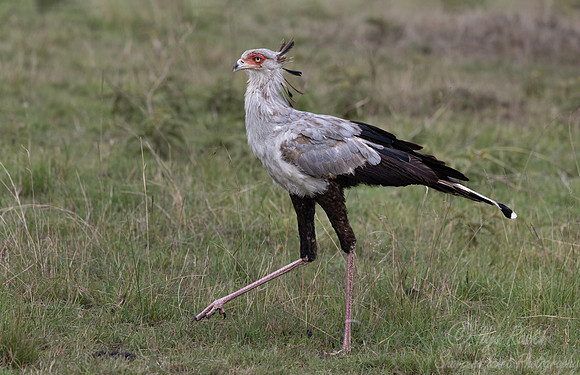 448 Secretary bird (Sagittarius serpentarius) - Kenya