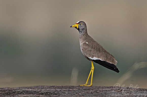 345 African wattled lapwing (Vanellus senegallus) - Kenya