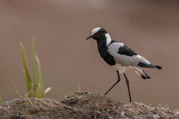 343 Blacksmith lapwing or blacksmith plover (Vanellus armatus) - Kenya