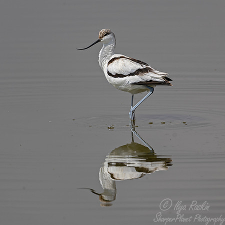344 Pied avocet (Recurvirostra avosetta) - Kenya