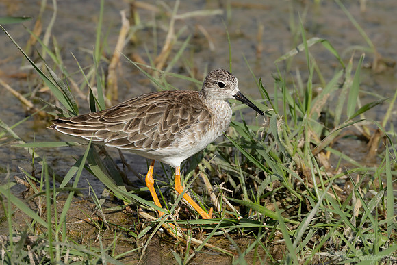 342 Ruff (Calidris pugnax) - Kenya