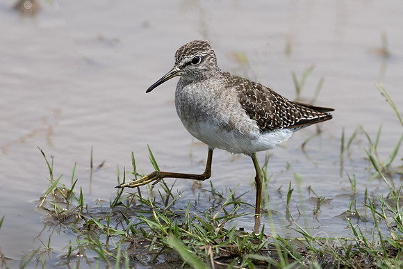 341 Wood sandpiper (Tringa glareola) - Kenya