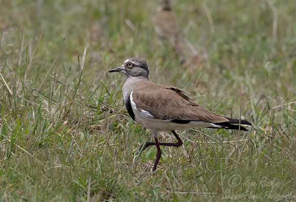 347 Black-winged Lapwing (Vanellus melanopterus) - Kenya