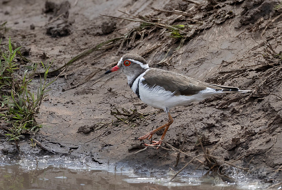 346 Three-banded Plover (Charadrius tricollaris) - Kenya
