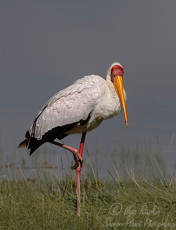 390 Yellow-billed stork (Mycteria ibis) - Kenya