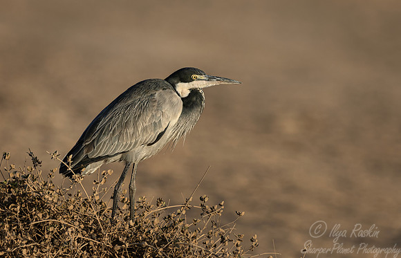 388 black-headed heron (Ardea melanocephala) - Kenya