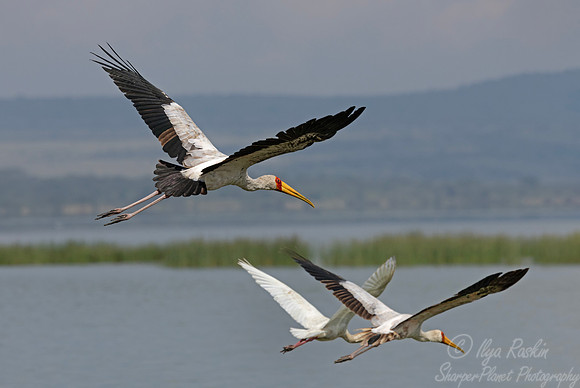 389 Yellow-billed stork (Mycteria ibis) - Kenya