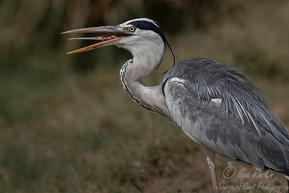387 Grey heron (Ardea cinerea) -Kenya