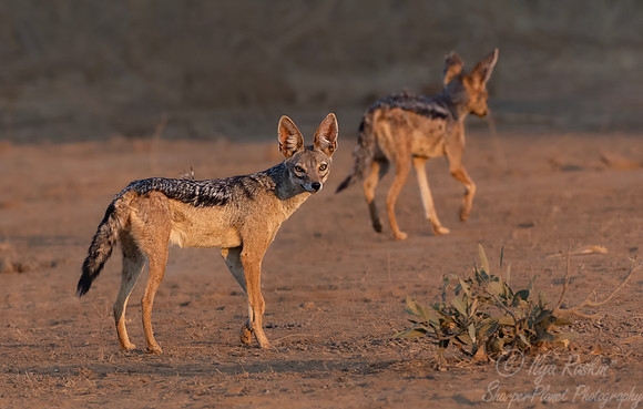 411 Black-backed jackal (Lupulella mesomelas) - Kenya