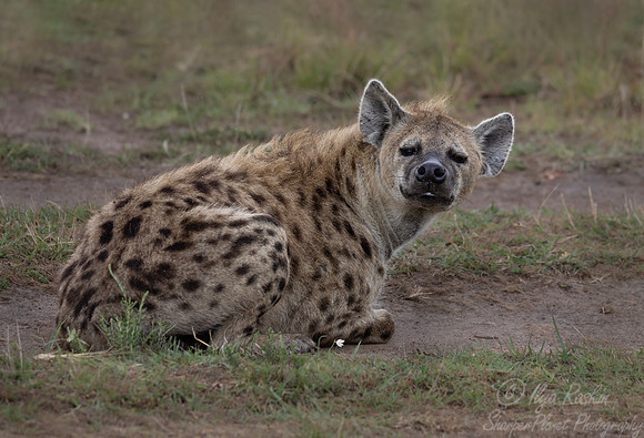 410 Spotted or Laughing hyena (Crocuta crocuta) - Kenya