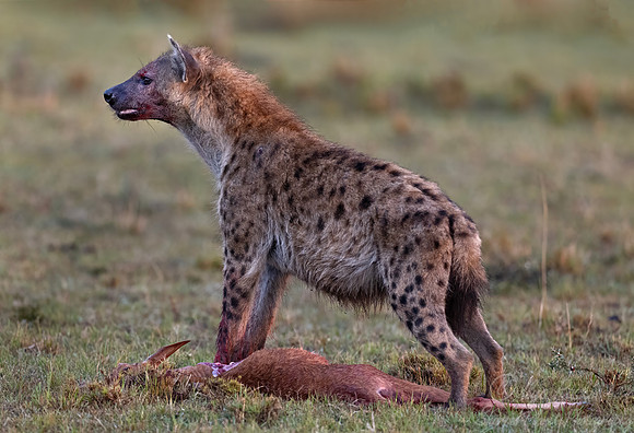 409 Spotted or Laughing hyena (Crocuta crocuta) - Kenya