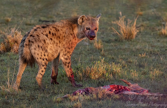 408 Spotted or Laughing hyena (Crocuta crocuta) - Kenya