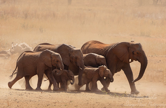 140 African Bush Elephant(Loxodonta africana) - Kenya