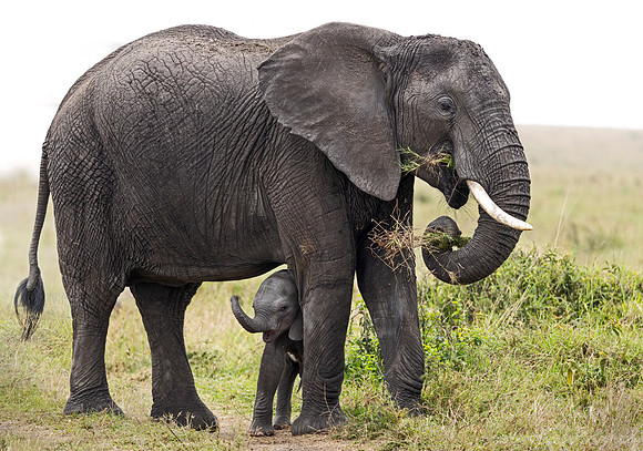 137 African Bush Elephants (Loxodonta africana) - Kenya