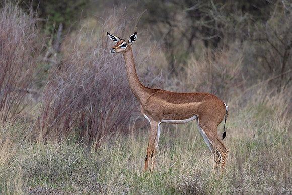 414 Gerenuk (Litocranius walleri) - Kenya