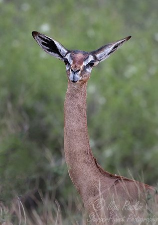 415 Gerenuk (Litocranius walleri) - Kenya