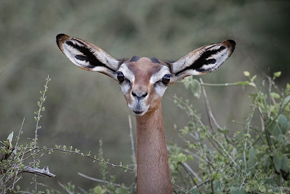 416 Gerenuk (Litocranius walleri) - Kenya