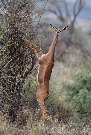 412 Gerenuk (Litocranius walleri) - Kenya