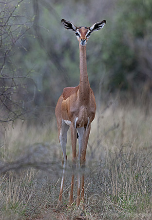 413 Gerenuk (Litocranius walleri) - Kenya