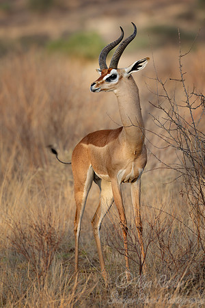 419 Gerenuks (Litocranius walleri) - Kenya