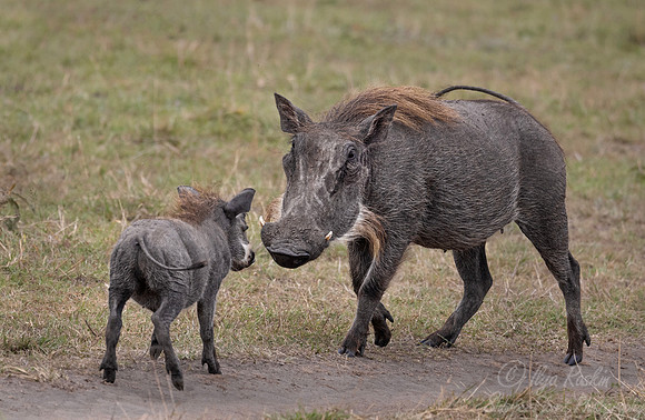 422 Warthogs (Phacochoerus africanus) - Kenya