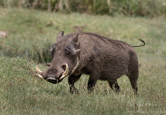 421 Warthog (Phacochoerus africanus) - Kenya