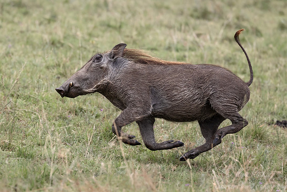 423 Warthog (Phacochoerus africanus) - Kenya