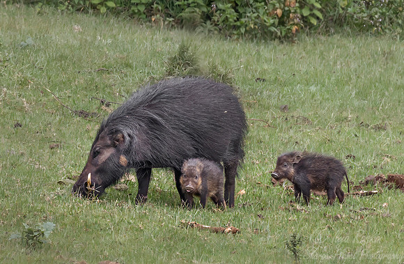 425 Giant forest hogs (Hylochoerus meinertzhageni) - Kenya