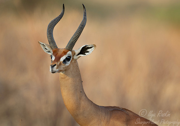 420 Gerenuks (Litocranius walleri) - Kenya