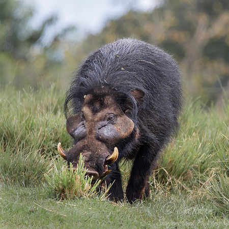 428 Giant forest hog (Hylochoerus meinertzhageni) - Kenya