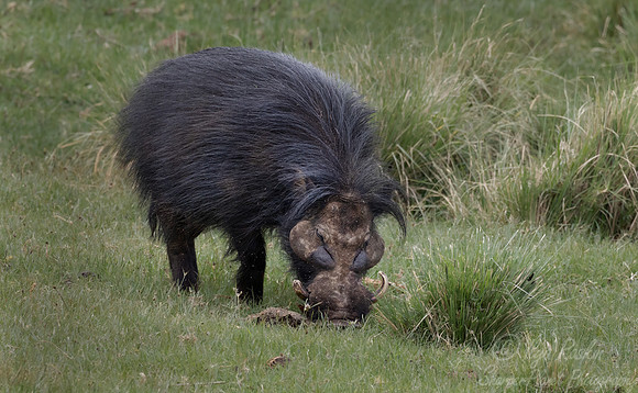 427 Giant forest hogs (Hylochoerus meinertzhageni) - Kenya