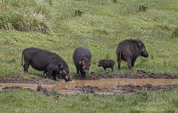 426 Giant forest hogs (Hylochoerus meinertzhageni) - Kenya