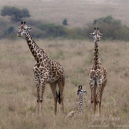 430 Masai giraffes (Giraffa tippelskirchi) - Kenya
