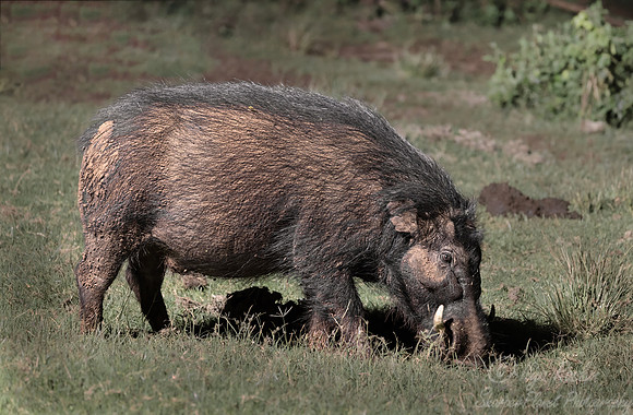 429 Giant forest hog (Hylochoerus meinertzhageni) - Kenya