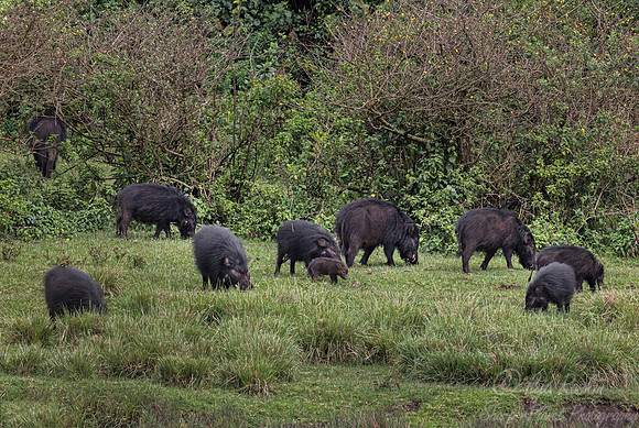 424 Giant forest hogs (Hylochoerus meinertzhageni) - Kenya