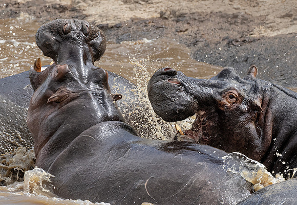 434 Hippopotamus (Hippopotamus amphibius) - Kenya