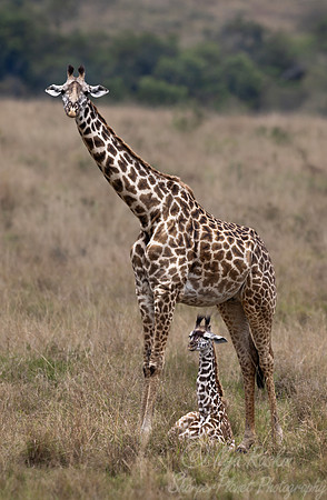431 Masai giraffe (Giraffa tippelskirchi) - Kenya