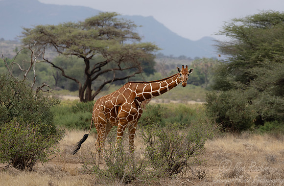 433 Reticulated giraffe (Giraffa reticulata) - Kenya