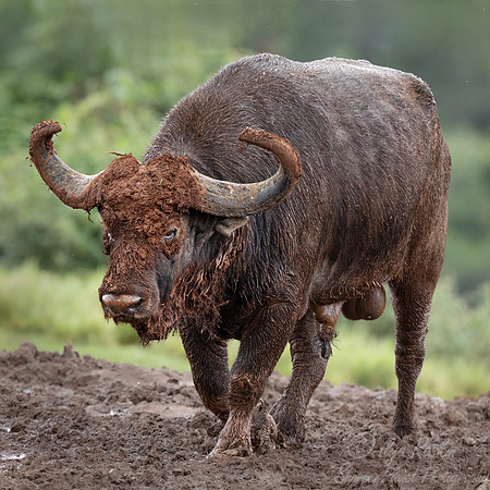 438 African or cape buffalo (Syncerus caffer) - Kenya