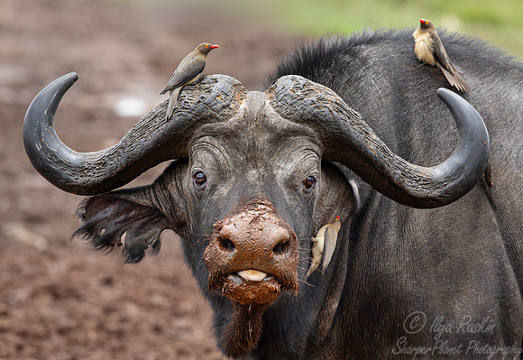 437 African or cape buffalo (Syncerus caffer) - Kenya
