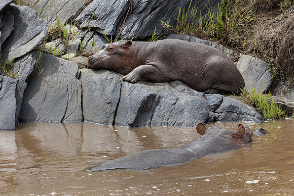 435 Hippopotamuses (Hippopotamus amphibius) - Kenya
