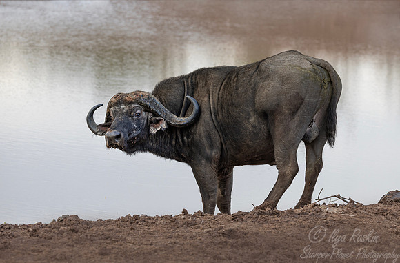 436 African or cape buffalo (Syncerus caffer) - Kenya