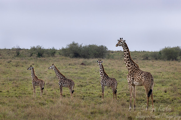 432 Masai giraffes (Giraffa tippelskirchi) - Kenya