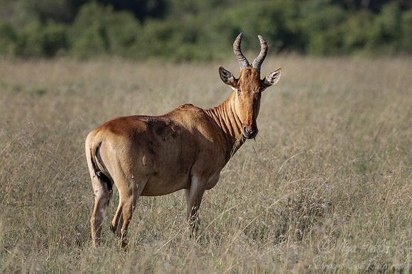 441 Coke's hartebeest (Alcelaphus buselaphus cokii) - Kenya
