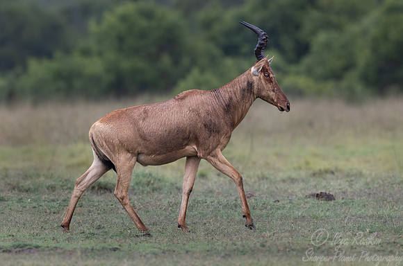 442 Coke's hartebeest (Alcelaphus buselaphus cokii) - Kenya