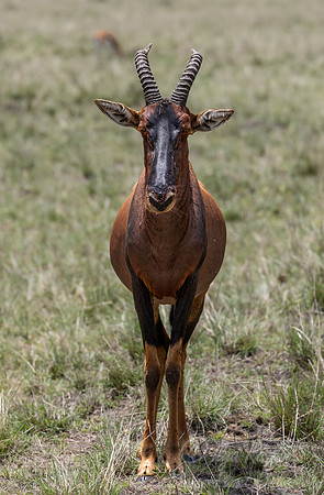 440 Topi (Damaliscus lunatus) - Kenya