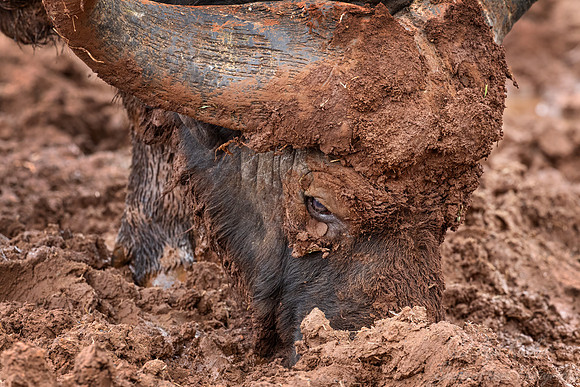 439 African or cape buffalo (Syncerus caffer) - Kenya
