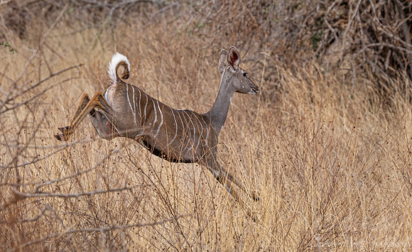445 Lesser kudu (Tragelaphus imberbis) - Kenya