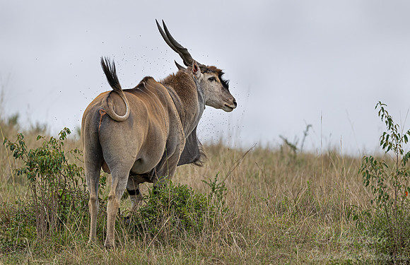 443 Common eland (Taurotragus oryx) - Kenya