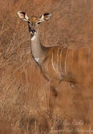 446 Lesser kudu (Tragelaphus imberbis) - Kenya